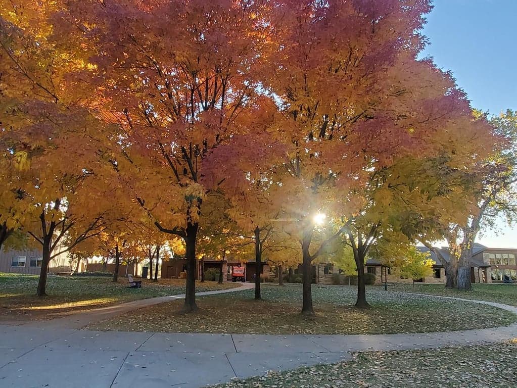 Dawson School